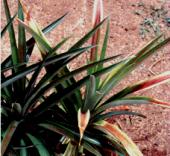 plantprotection - Kew_clip_image004